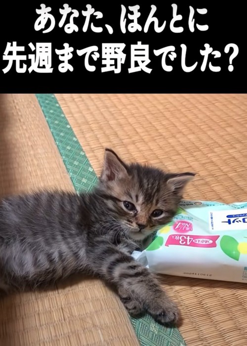 リラックスする子猫