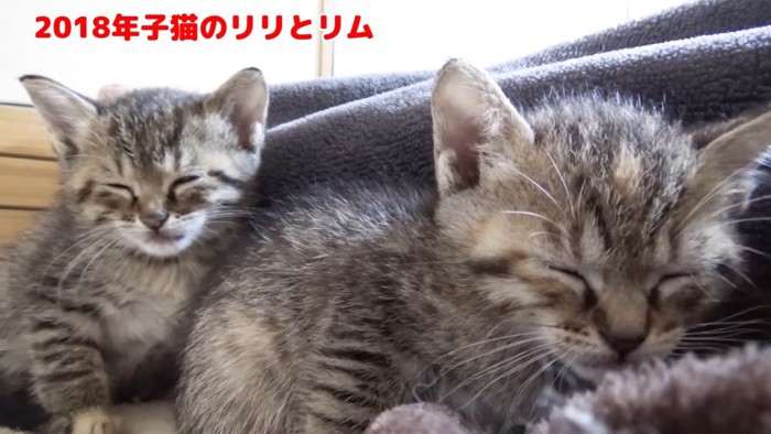 寝落ちする姉妹