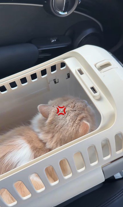 キャリーケースの中の猫