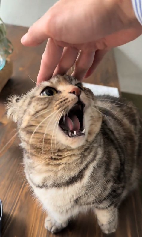 おでこに指を置かれて口を大きく開けている猫