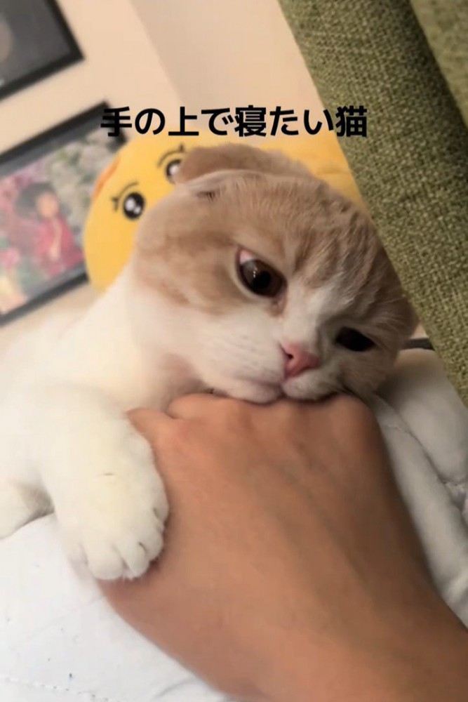 人の手に頭を乗せて下を見る猫