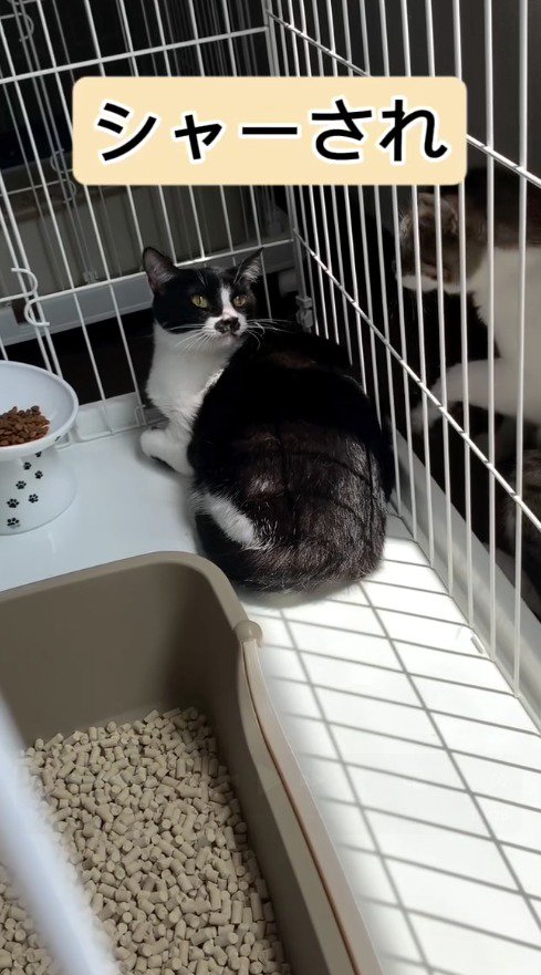 ケージに近寄ってきたキジ白猫を見つめるハチワレ猫