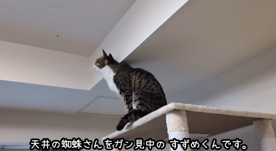 見つめる猫