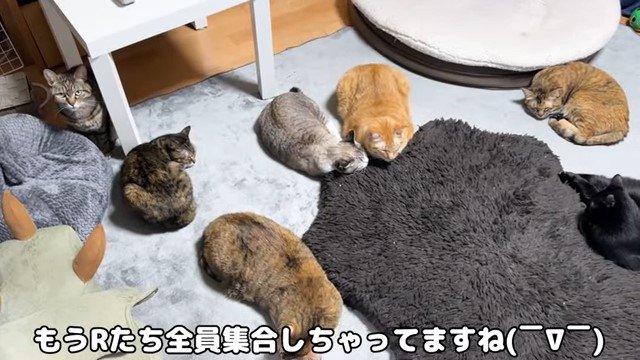 ひとつの場所に集まっている猫たち