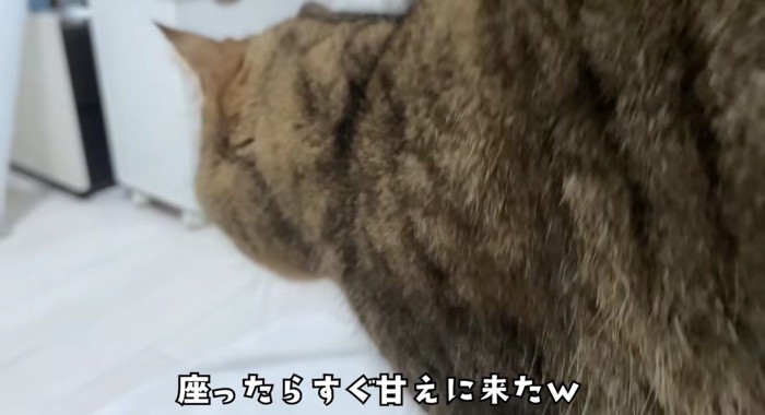 飼い主さんが座ったらすぐ甘えに来るみにらくん