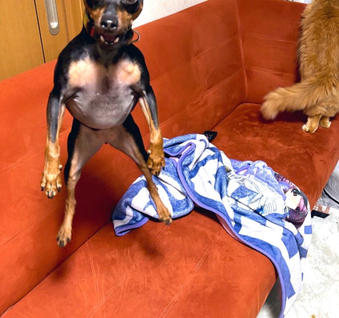 足を下げて宙に浮いている犬