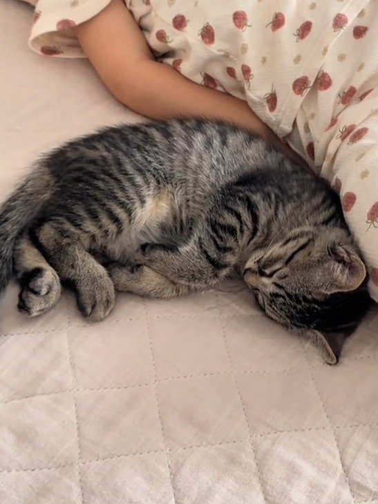 子どもの隣で寝る猫