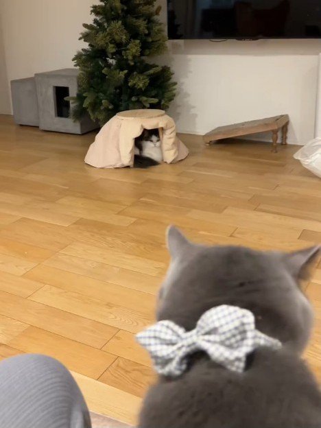 こたつに入る猫