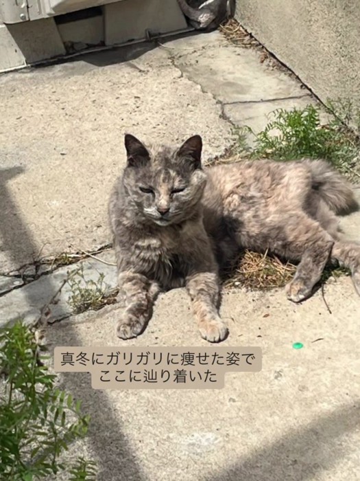 外にいる猫