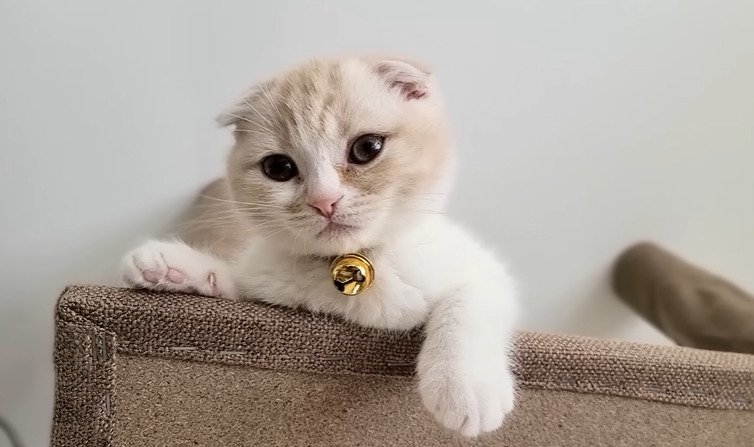 タワーにいる子猫