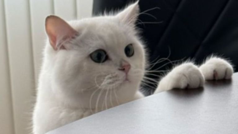 二足立ちしている猫