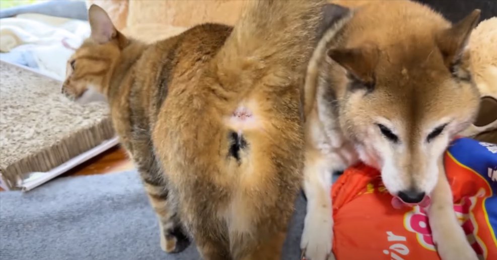 柴犬に体をくっつける猫