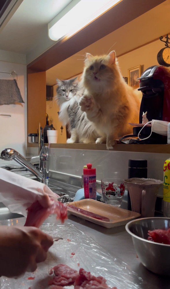 キッチンを見ている猫