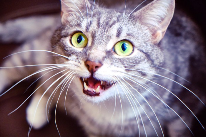 上を見て鳴く猫
