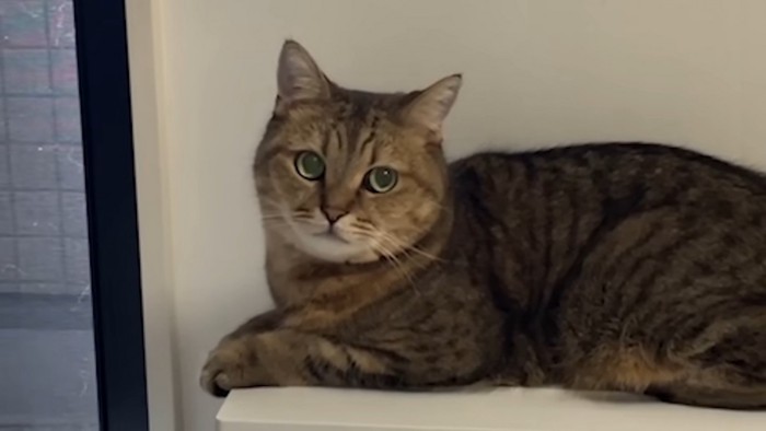 猫さんの顔アップ