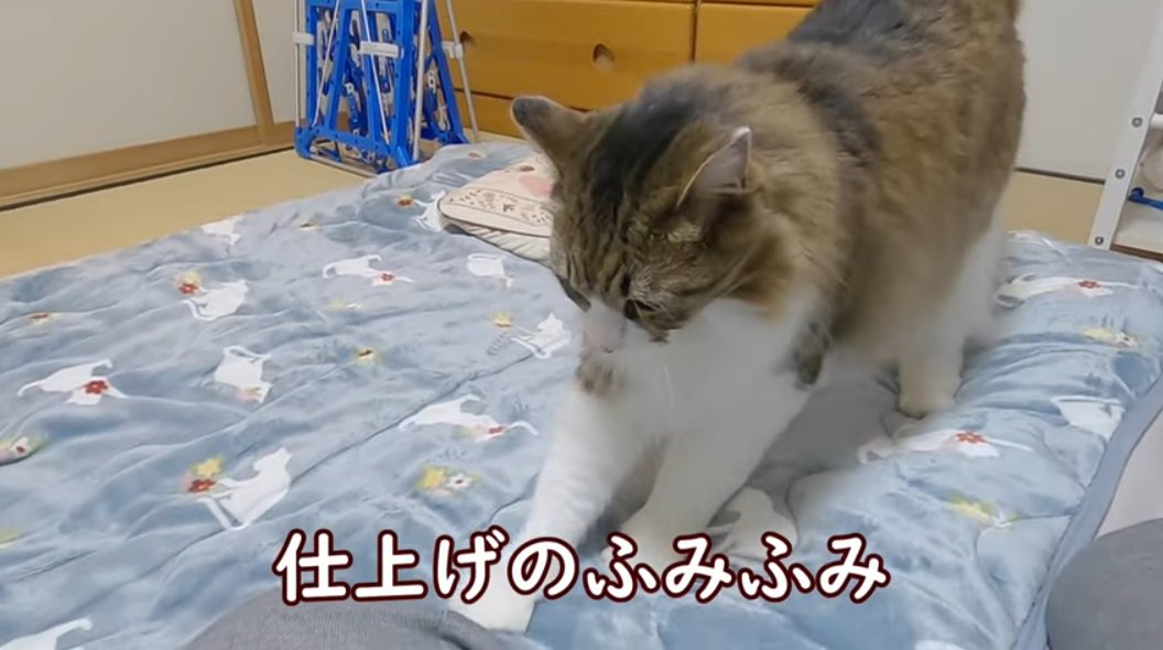 %ふみふみをするノルウェージャンフォレストキャット