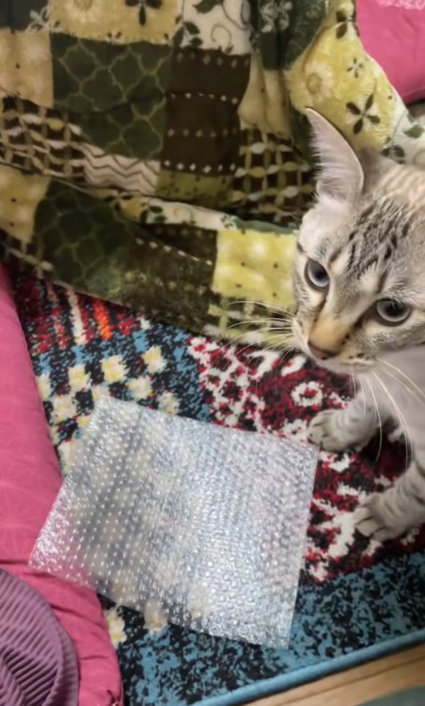 プチプチの前でお座りをしている猫