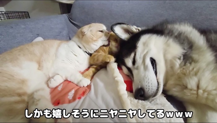 眠りながら口角を上げるハスキー犬