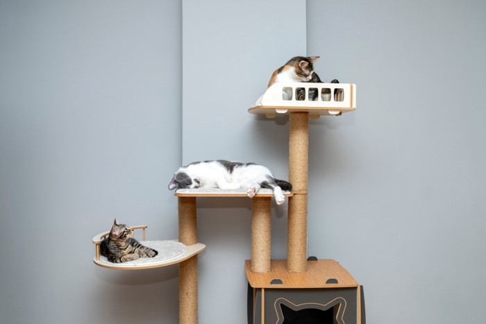 タワーで寝る3匹の猫