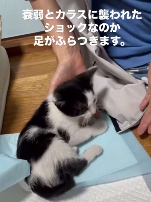 座る子猫