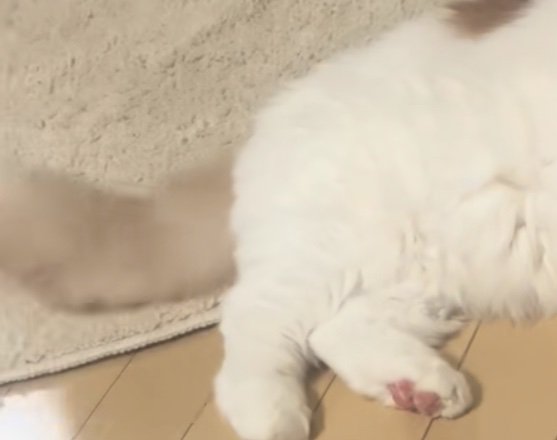 動く猫のしっぽ