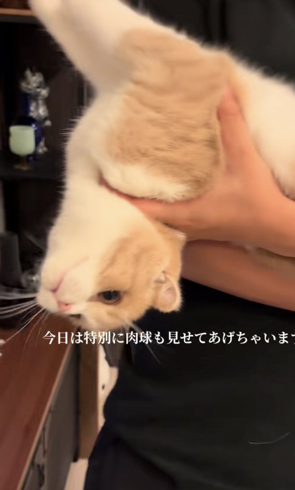 「今日は特別に...」のテロップ写真2