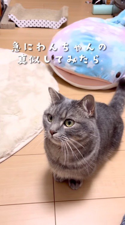 女性を見つめる猫