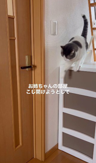 諦めた猫