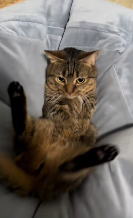 クッションにはまって鳴いているマンチカンを起こそうとする