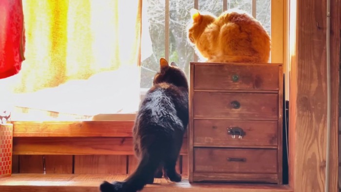 窓際で外を眺める茶トラ猫と黒猫