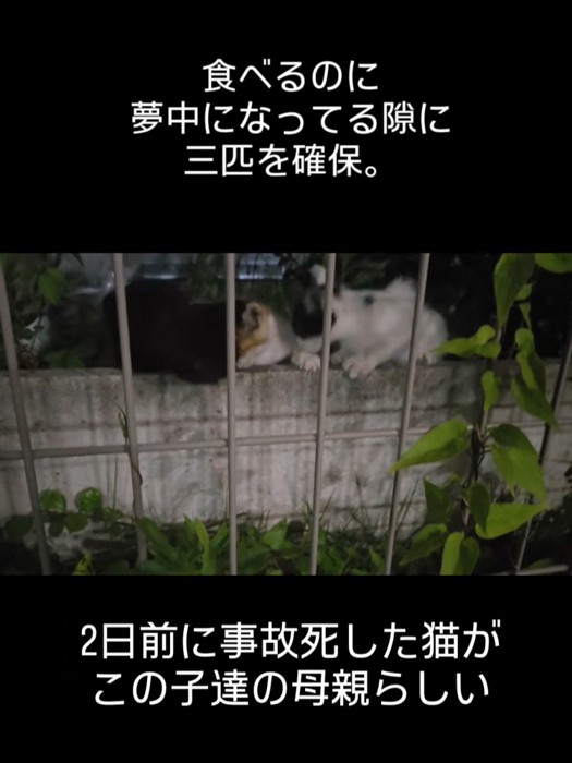 ごはんを食べる子猫たち