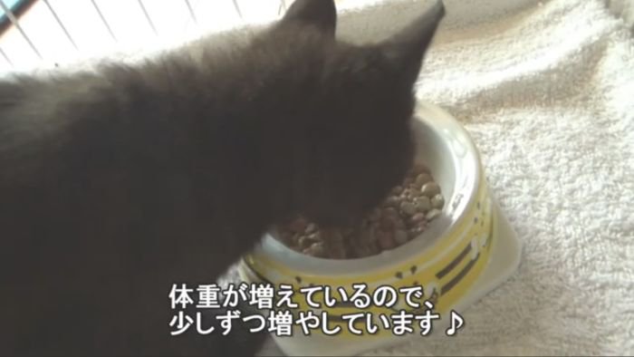 ごはんを食べるロコちゃん