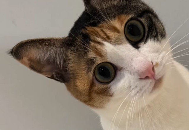 カメラを見つめる猫の顔