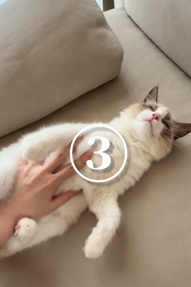 ソファーでお腹をなでられる猫