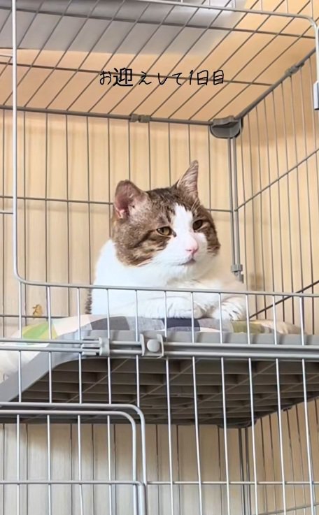 ケージの中で目を覚ました猫