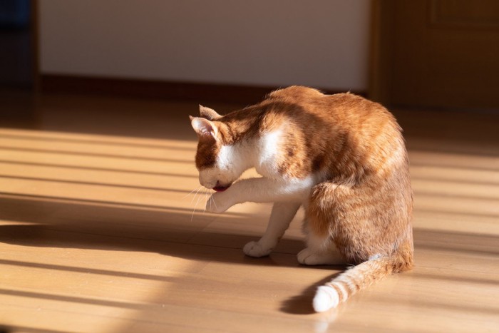 毛づくろいをする猫