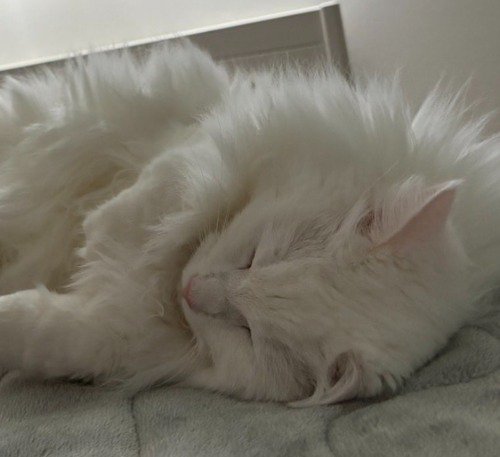 穏やかな顔で眠る猫