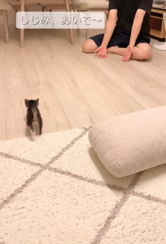 画面奥へと向かっている子猫の後ろ姿