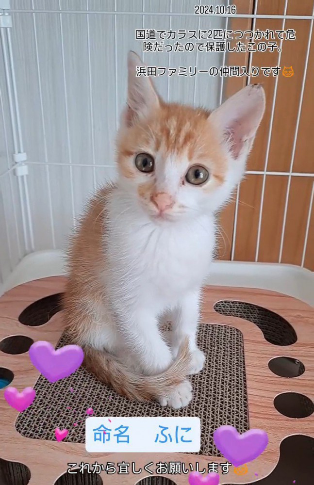 座っている子猫