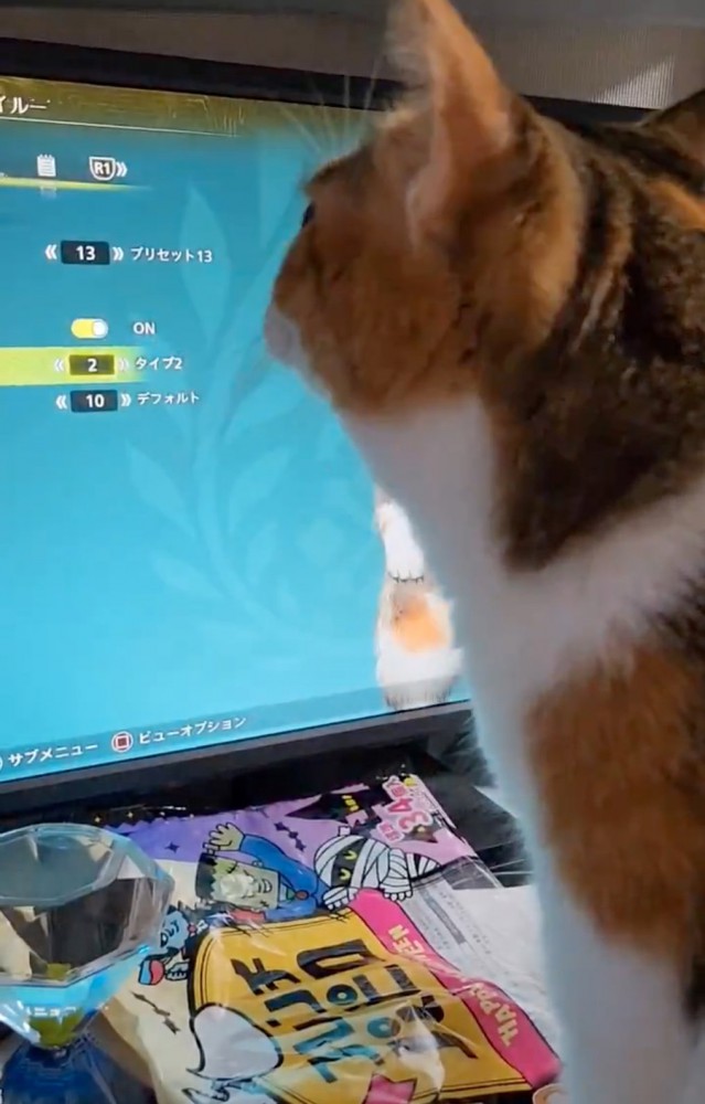 鳴き声を聞く猫