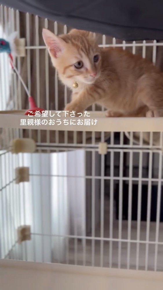 ケージの中にいる子猫