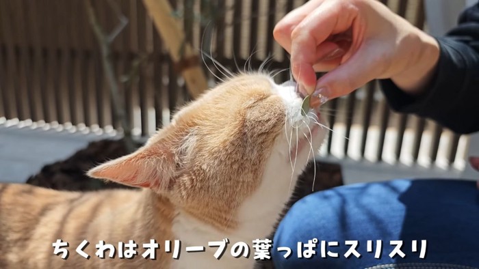 オリーブの葉と猫