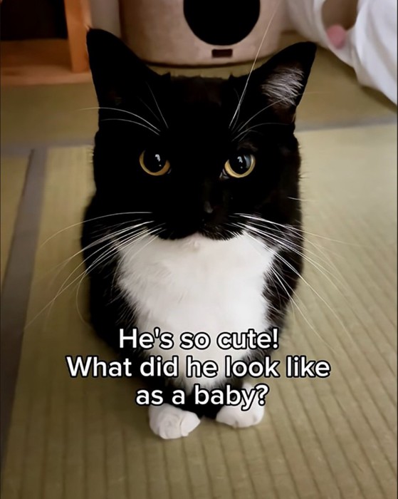 正面を見つめる猫