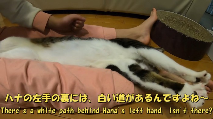 手を上に伸ばしている猫