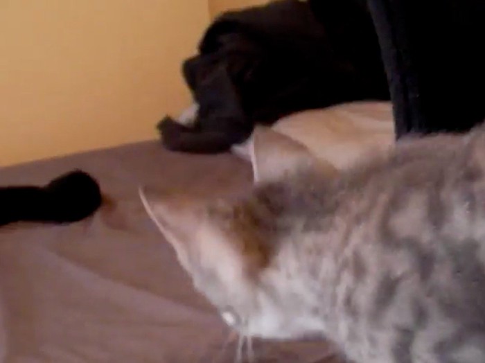 遠くから手袋を見つめる子猫