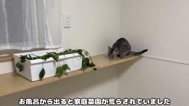 棚の上のプランターと猫