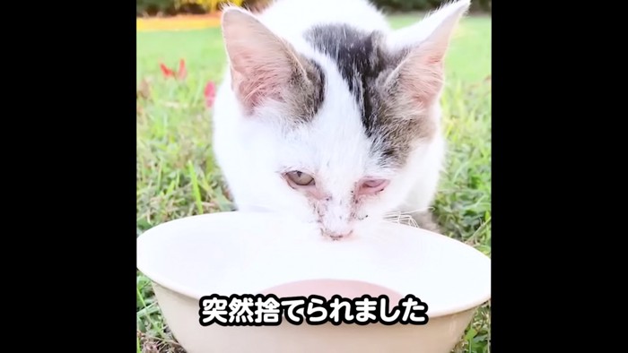 ごはんを食べる子猫