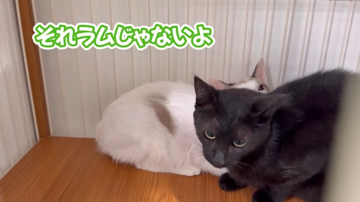 「それラムじゃないよ」