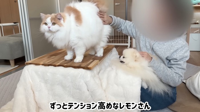 コタツの上に立つ猫