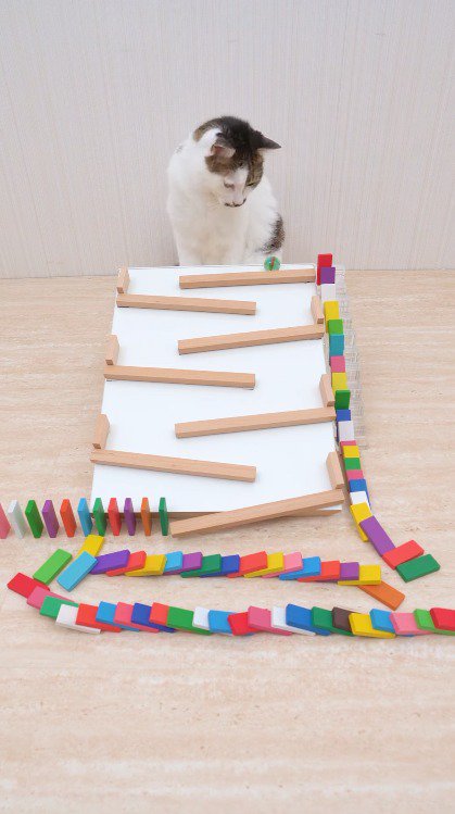 動き出したボールを見つめるツートンカラーの猫